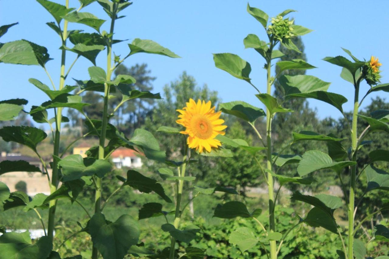 Casa Da Avo Miquinhas 호텔 파코스 데 페레이라 외부 사진